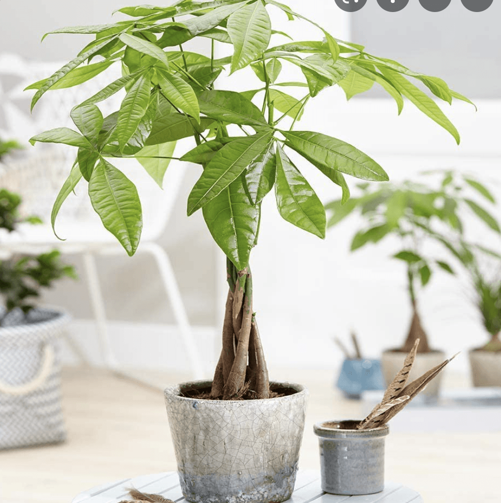 Arborele Banilor (Pachira Aquatica), Tulpina Impletita - 155 cm