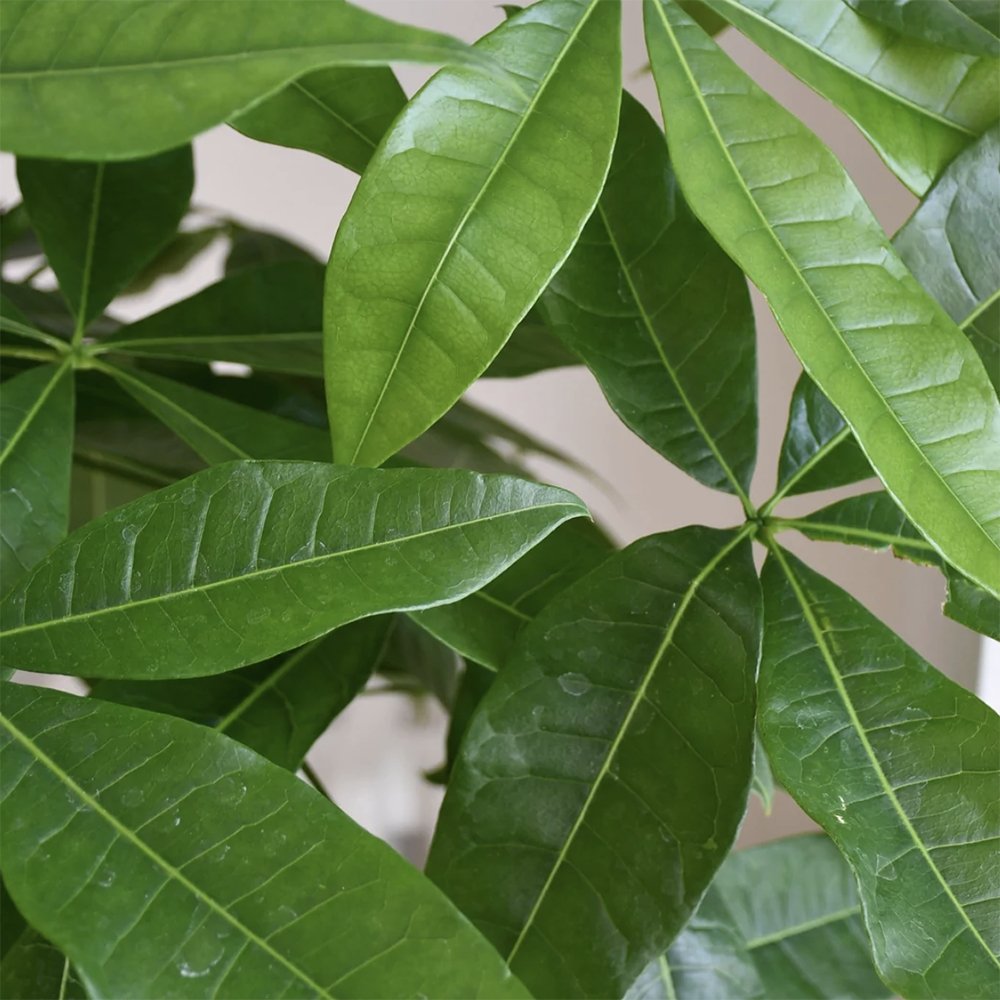 Arborele Banilor (Pachira Aquatica), Tulpina Impletita - 70 cm