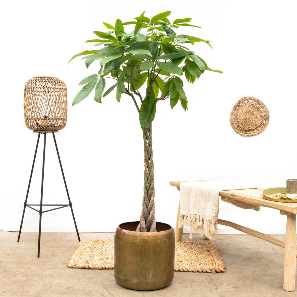 Arborele Banilor (Pachira Aquatica), Tulpina Impletita - 70 cm