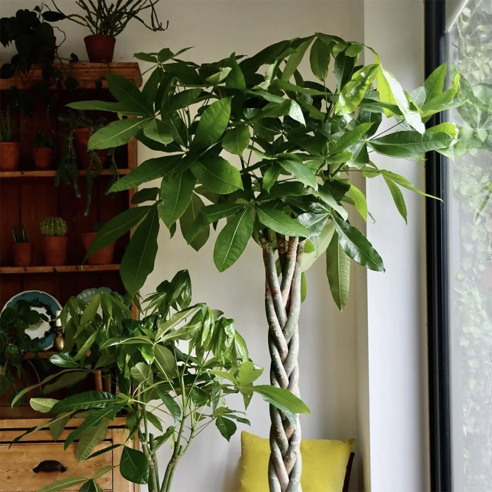 Arborele Banilor (Pachira Aquatica), Tulpina Impletita - 70 cm