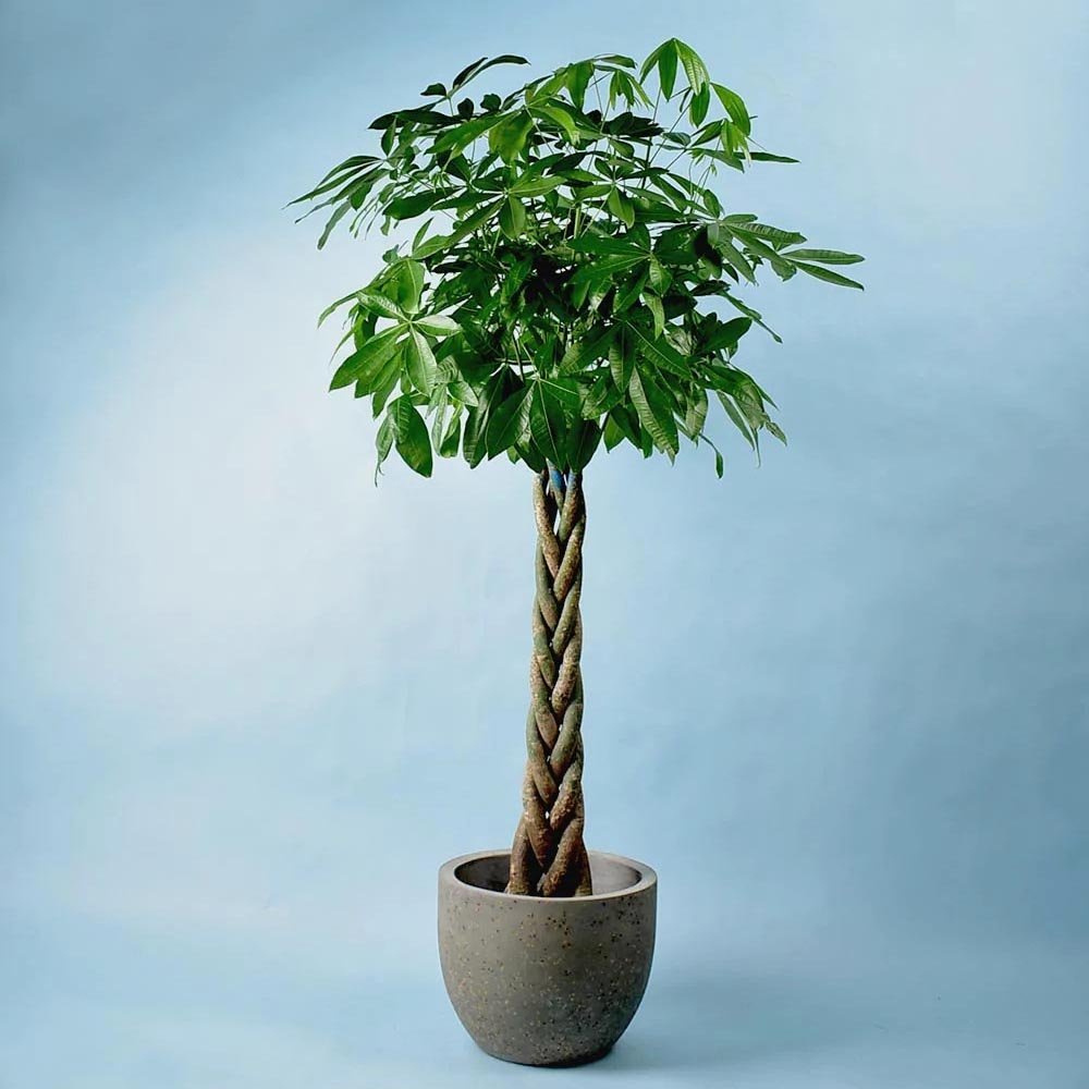 Arborele Banilor (Pachira Aquatica), Tulpina Impletita - 130 cm