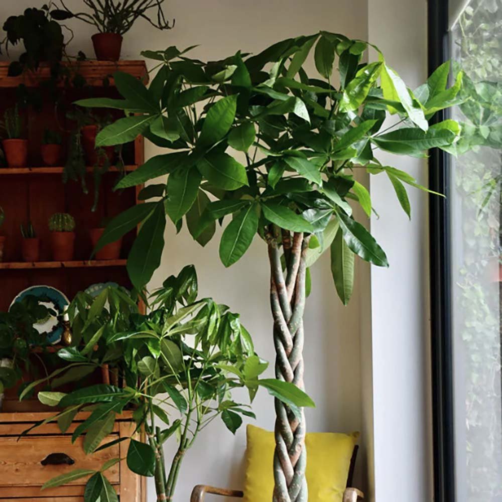 Arborele Banilor (Pachira Aquatica), Tulpina Impletita - 130 cm