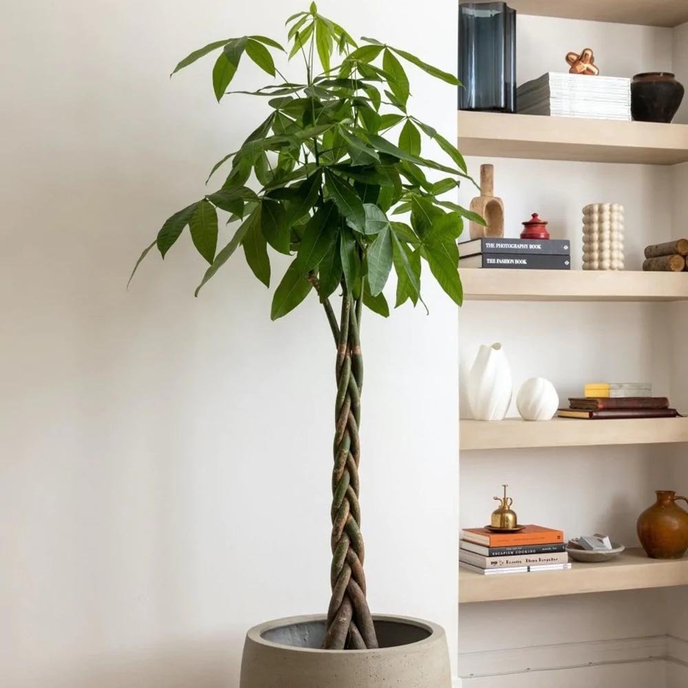 Arborele Banilor (Pachira Aquatica), Tulpina Impletita - 130 cm