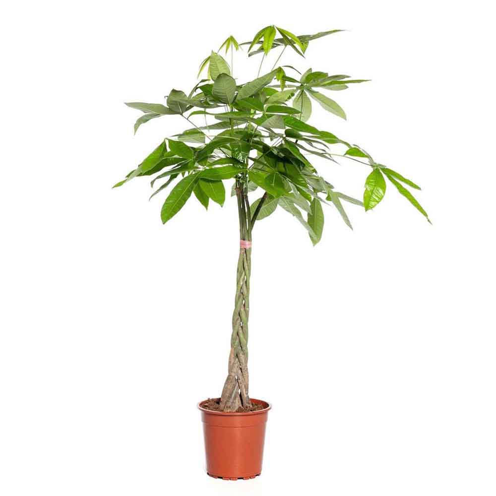 Arborele Banilor (Pachira Aquatica), Tulpina Impletita - 140-150 cm