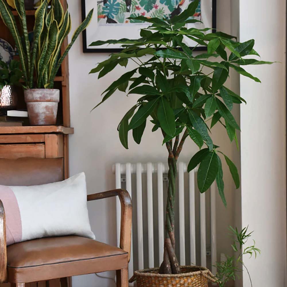 Arborele Banilor (Pachira Aquatica), Tulpina Impletita - 190 cm