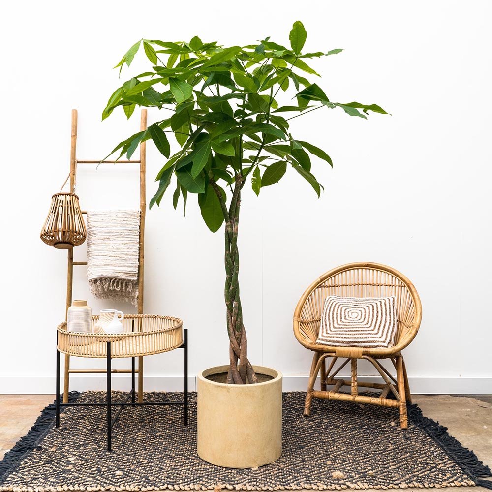 Arborele Banilor (Pachira Aquatica), Tulpina Impletita - 190 cm