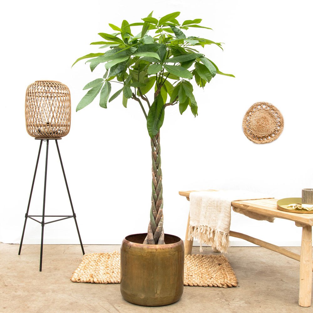 Arborele Banilor (Pachira Aquatica), Tulpina Impletita - 190 cm