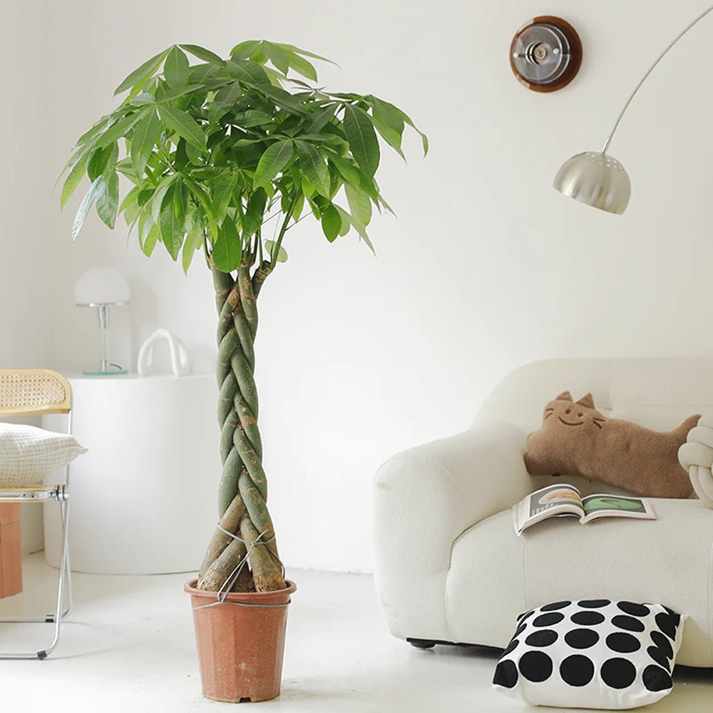 Arborele Banilor (Pachira Aquatica), Tulpina Impletita - 140-150 cm