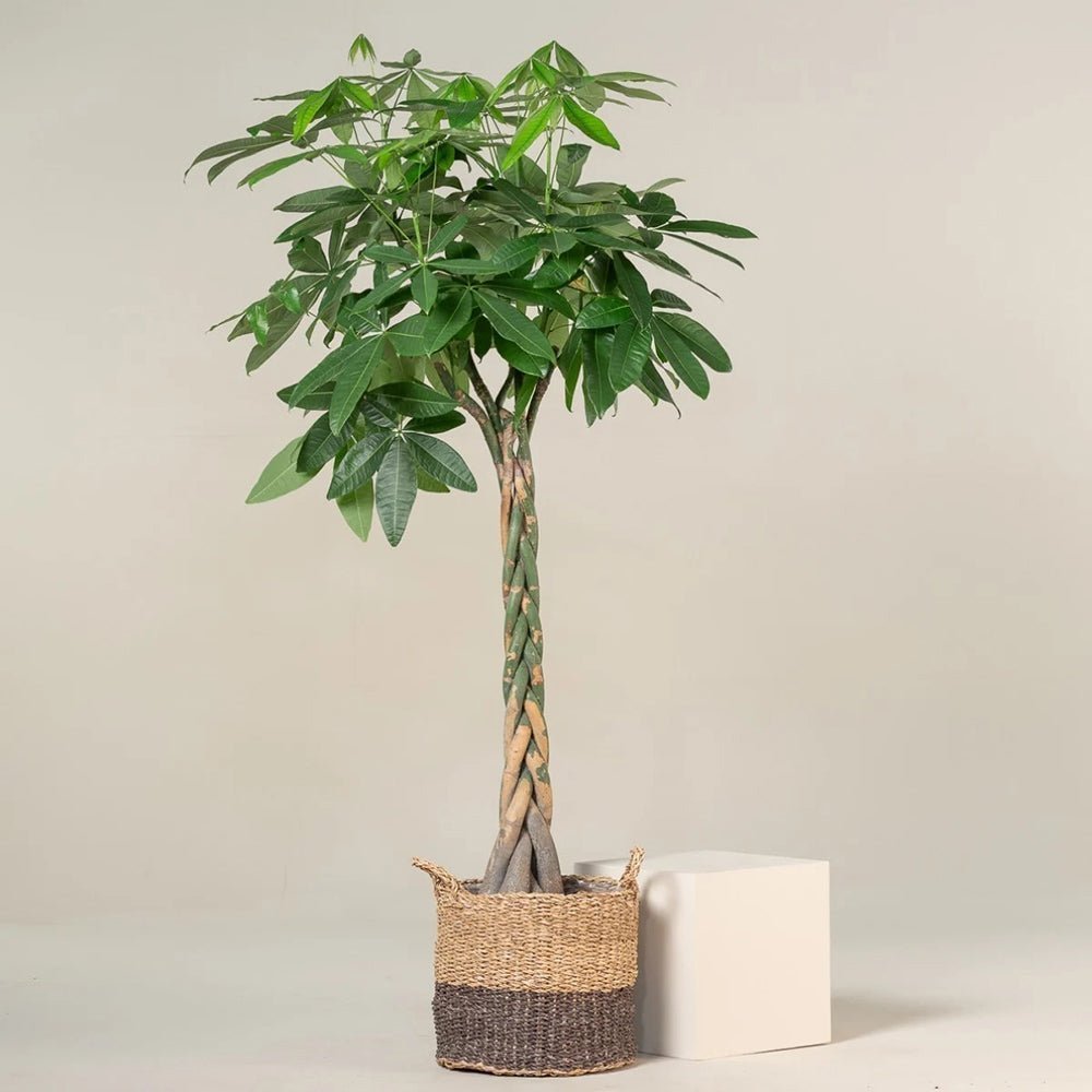 Arborele Banilor (Pachira Aquatica), Tulpina Impletita - 55 cm