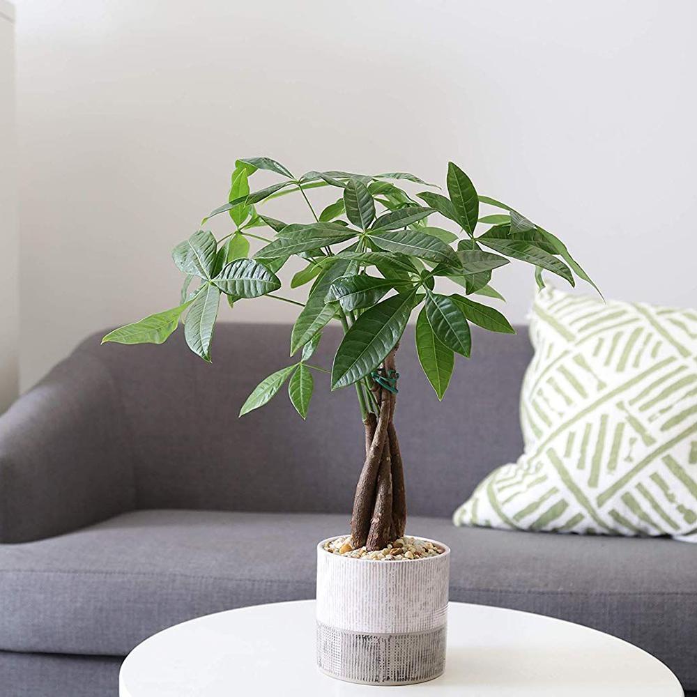 Arborele Banilor (Pachira Aquatica), Tulpina Impletita - 55 cm