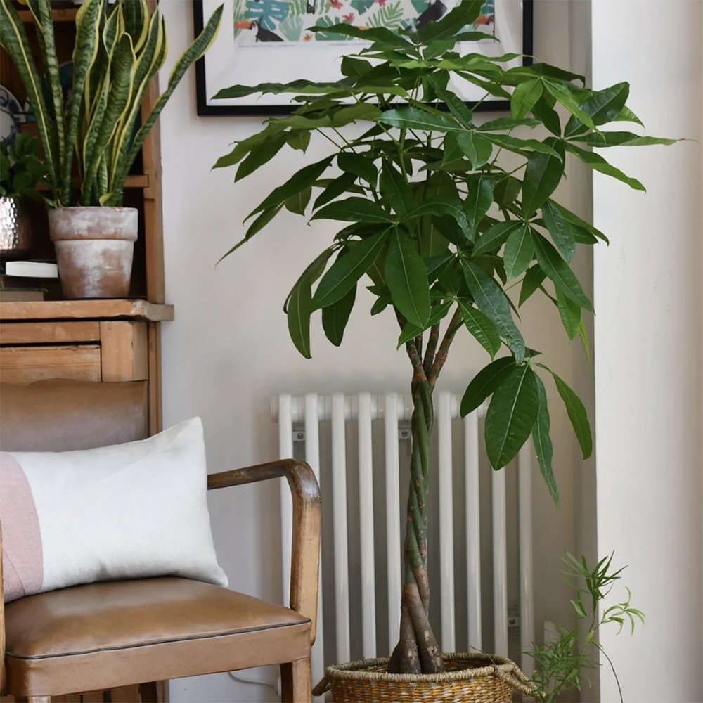 Arborele Banilor (Pachira Aquatica), Tulpina Impletita - 55 cm