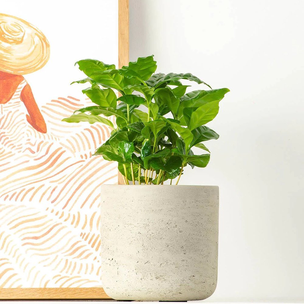 Arborele de Cafea - 45 cm