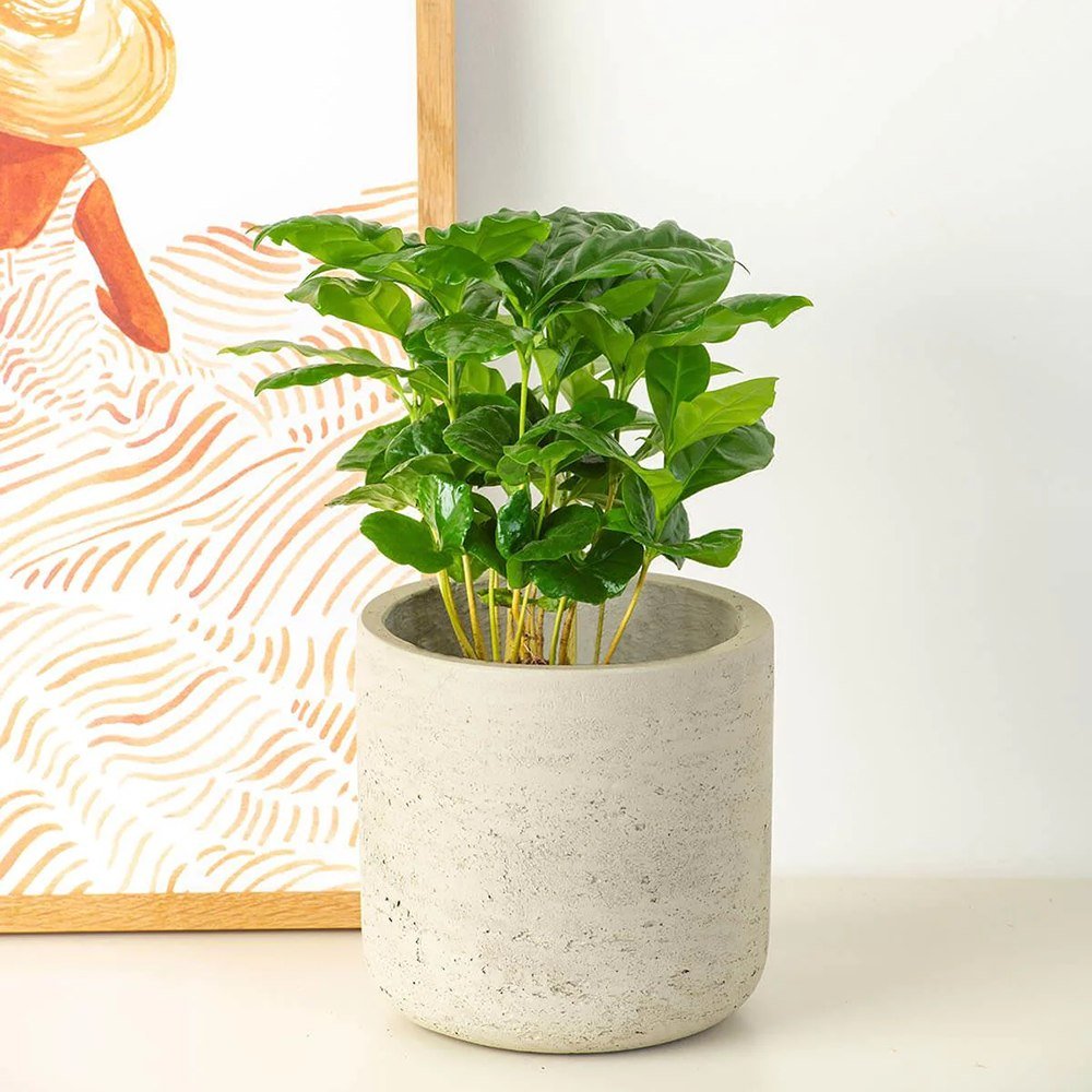 Arborele de Cafea - 45 cm