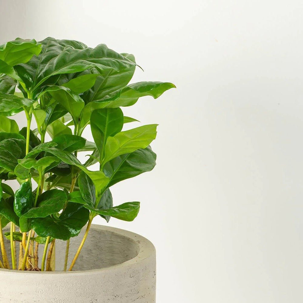 Arborele de Cafea - 45 cm