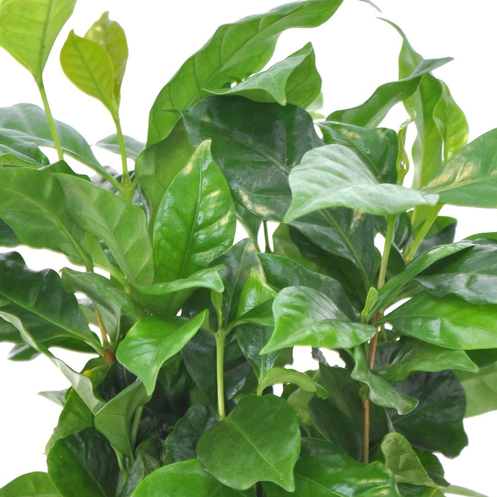 Arborele de Cafea - 45 cm