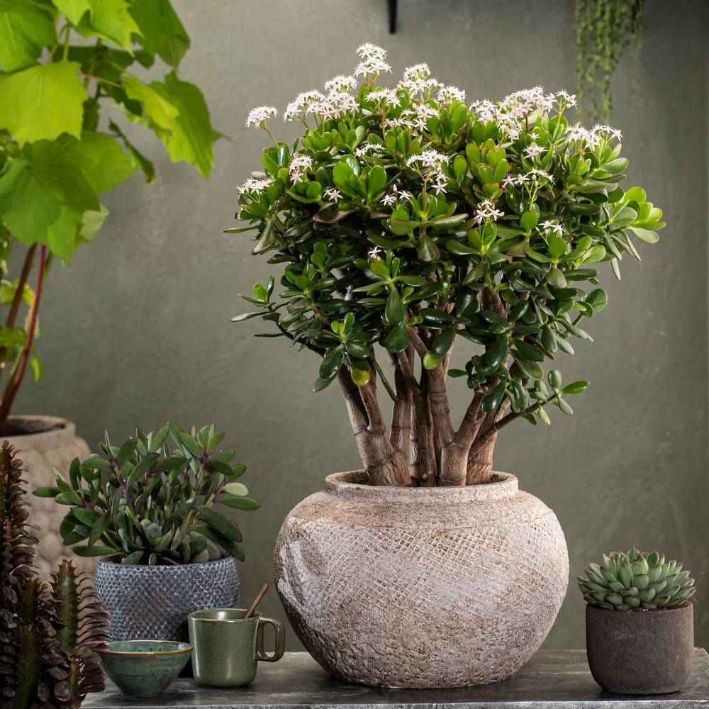 Arborele de Jad (Crassula Ovata) - 21 cm