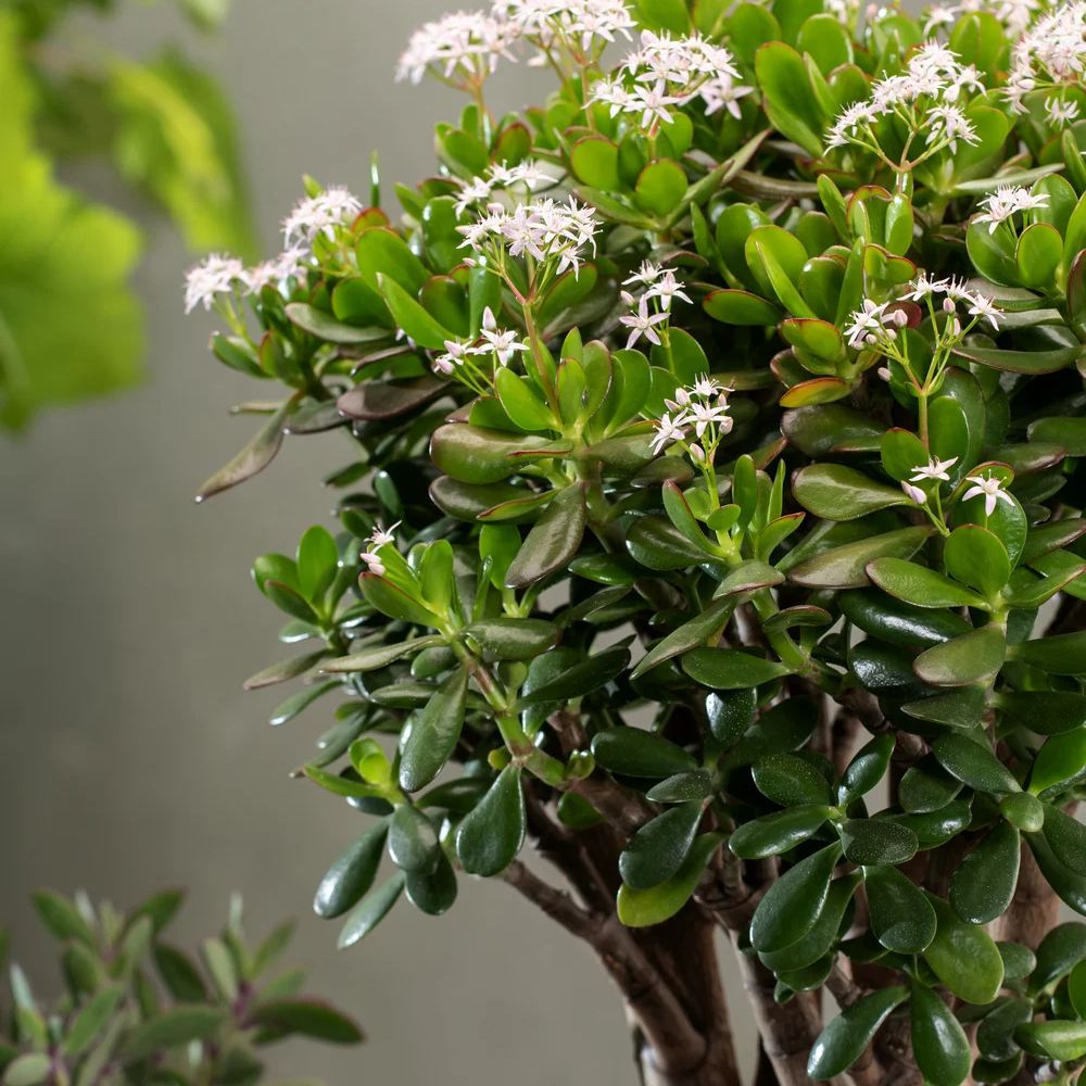 Arborele de Jad (Crassula Ovata) - 21 cm
