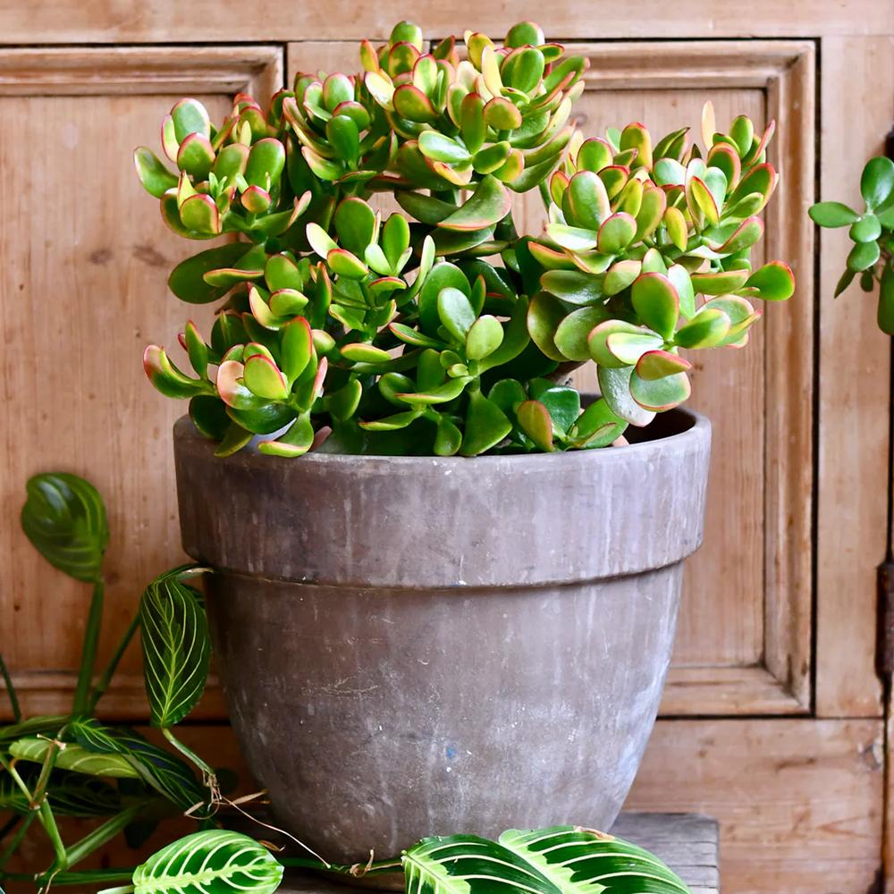 Arborele de Jad (Crassula Ovata Sunset) - 30 cm