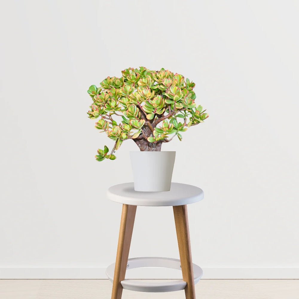 Arborele de Jad Galben XXL (Crassula Ovata Sunset) - 60 cm
