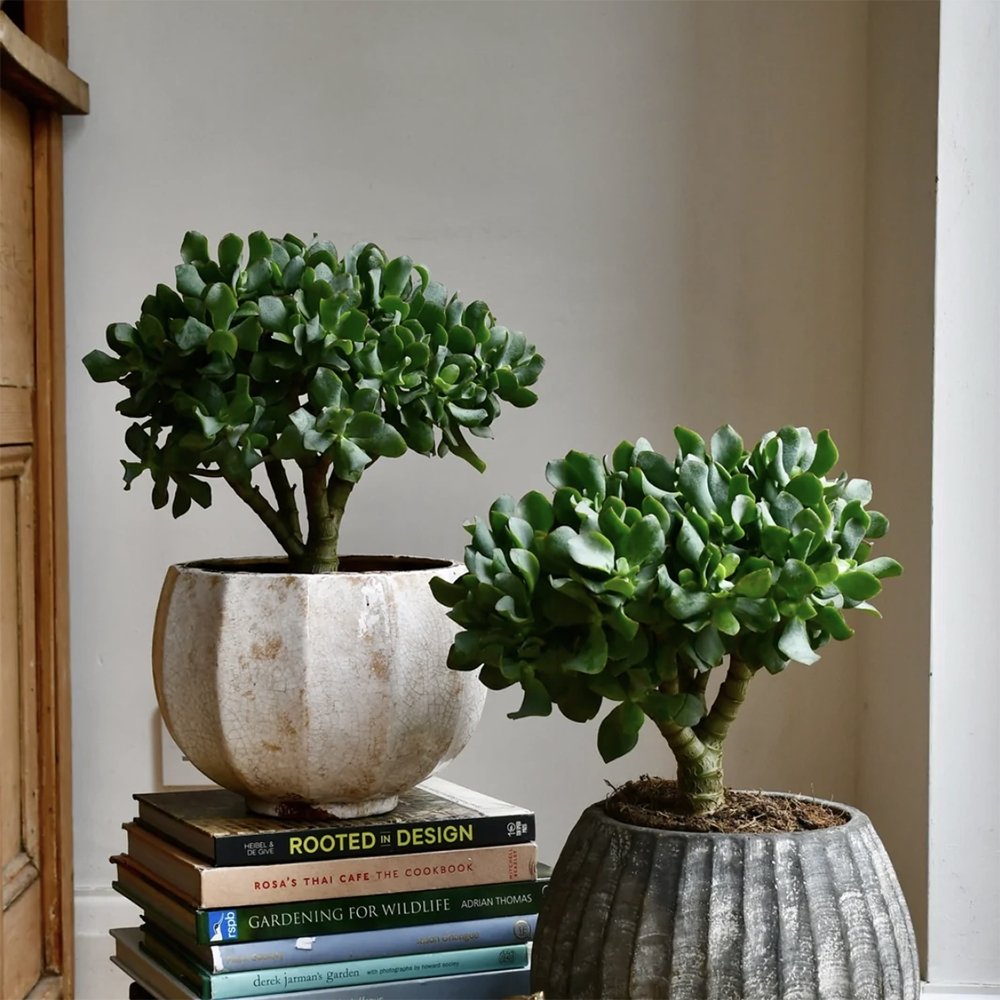 Arborele de Jad Magical Tree (Crassula Magical Tree) - 25 cm