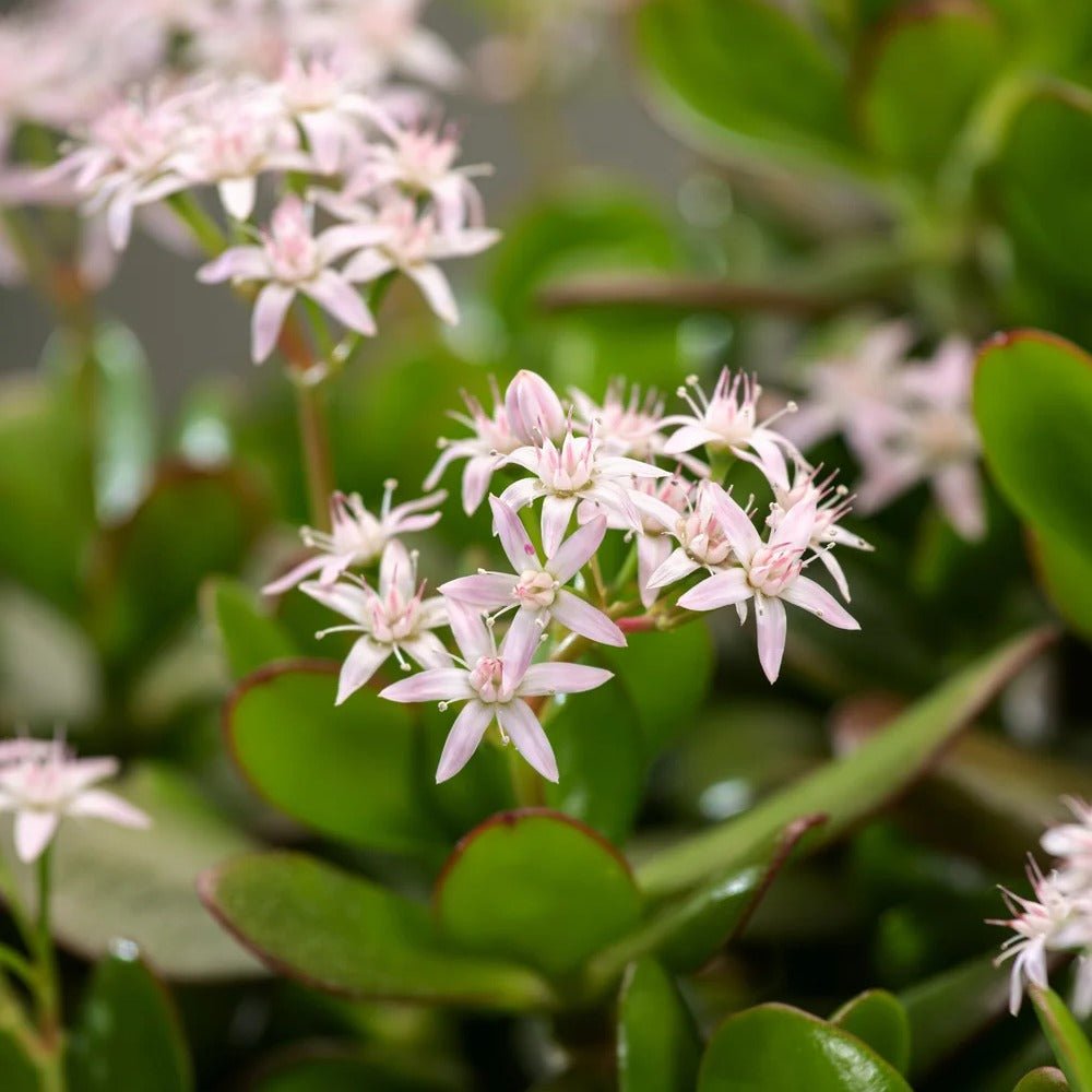 Arborele de Jad XL (Crassula Ovata) - 60 cm