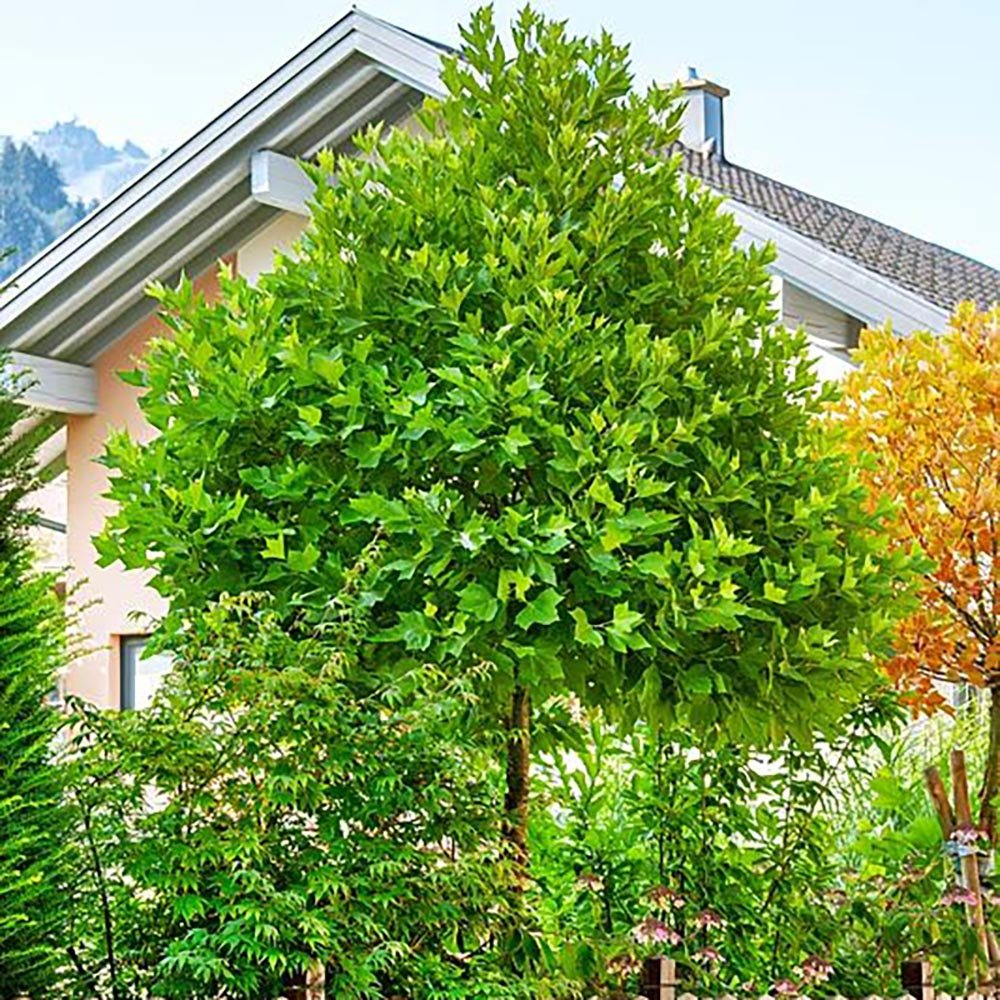 Лале дърво (Liriodendron Tulipifera)