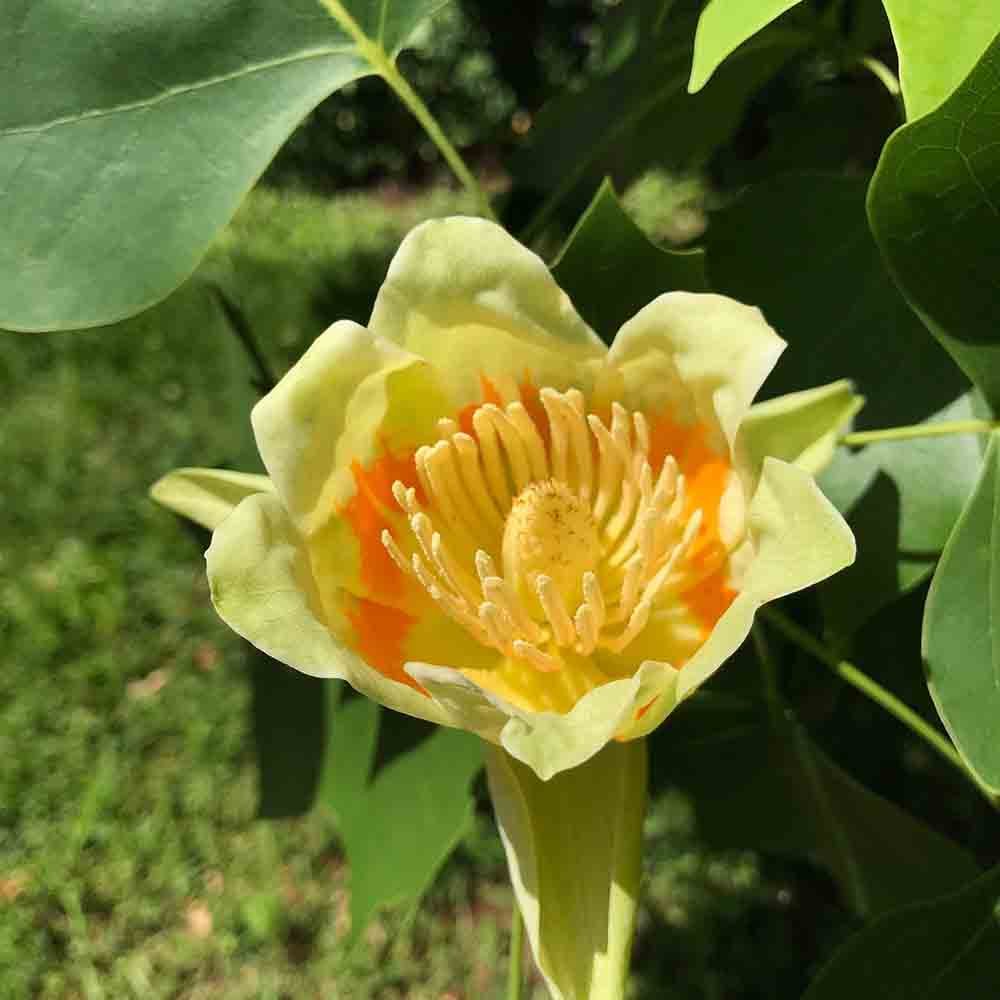 Лале дърво (Liriodendron Tulipifera)
