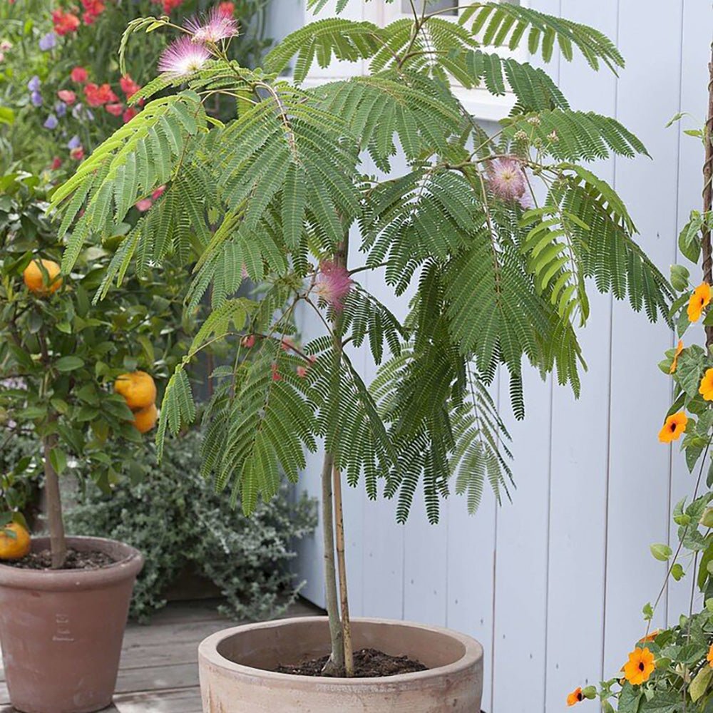 Коприненото дърво Ombrella с розови цветя