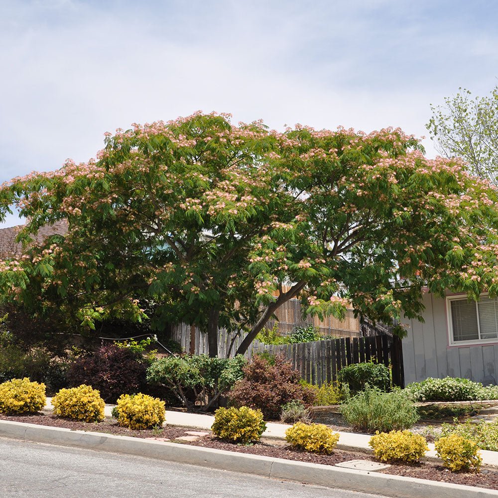 Коприненото дърво Ombrella с розови цветя