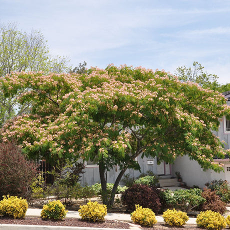 Коприненото дърво Ombrella с розови цветя