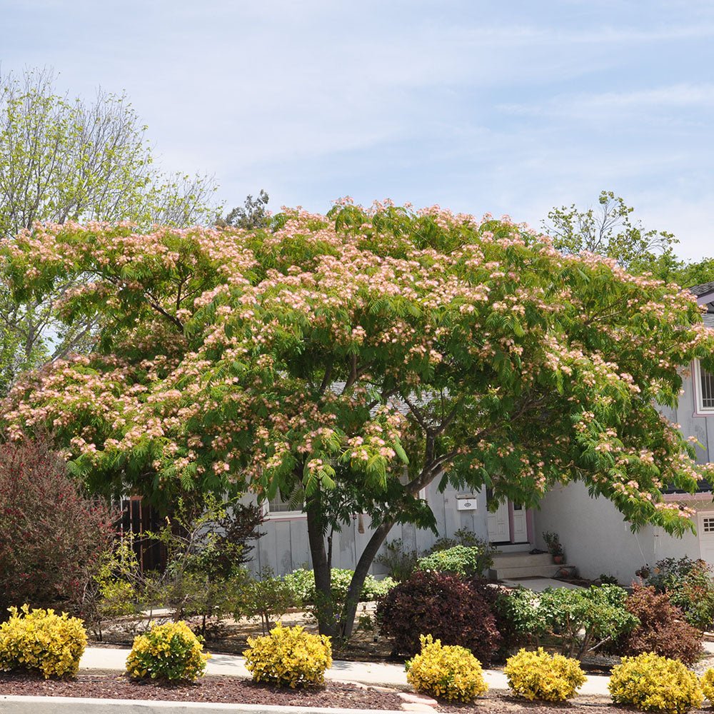 Arborele de Matase Ombrella, cu flori roz