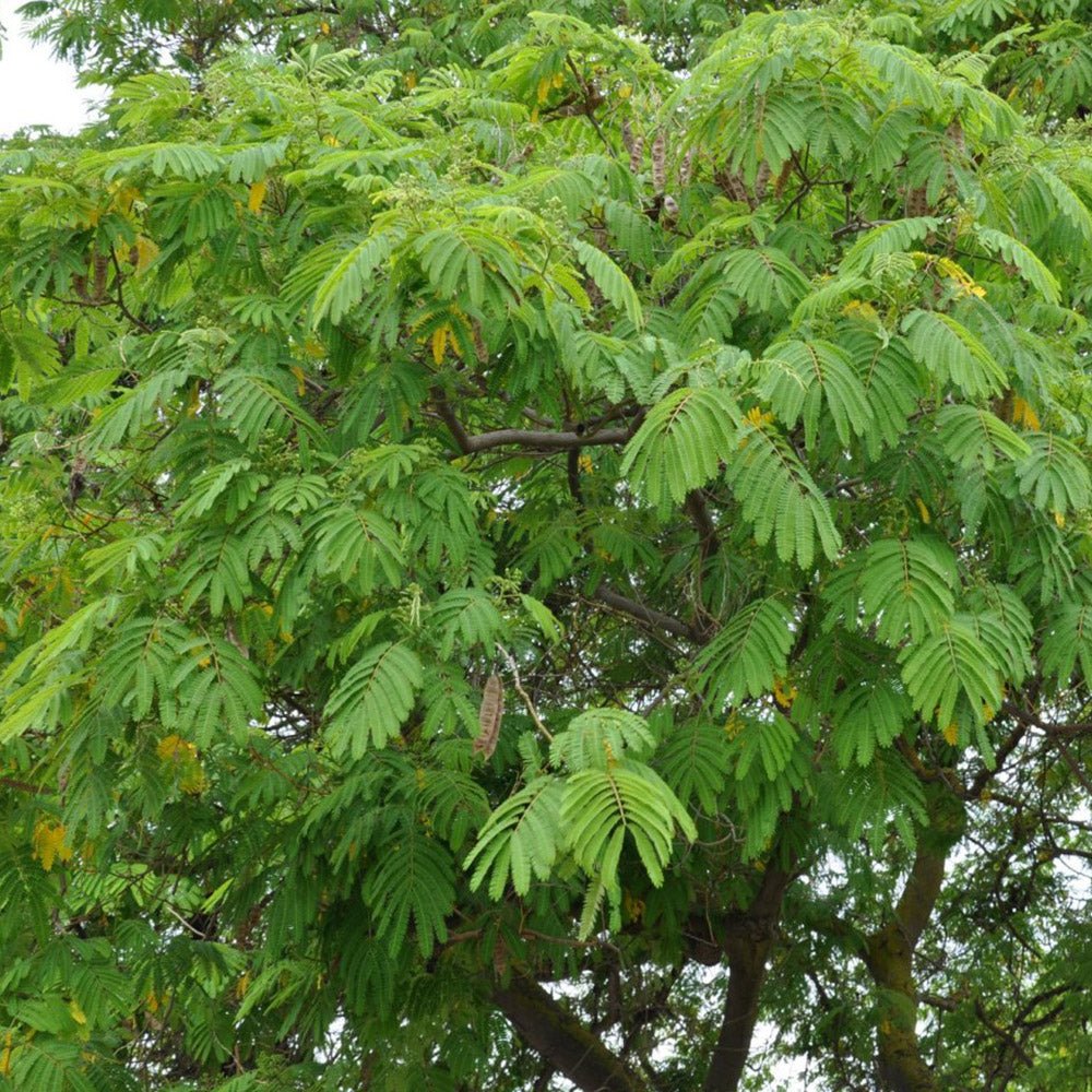 Arborele de Matase Ombrella, cu flori roz