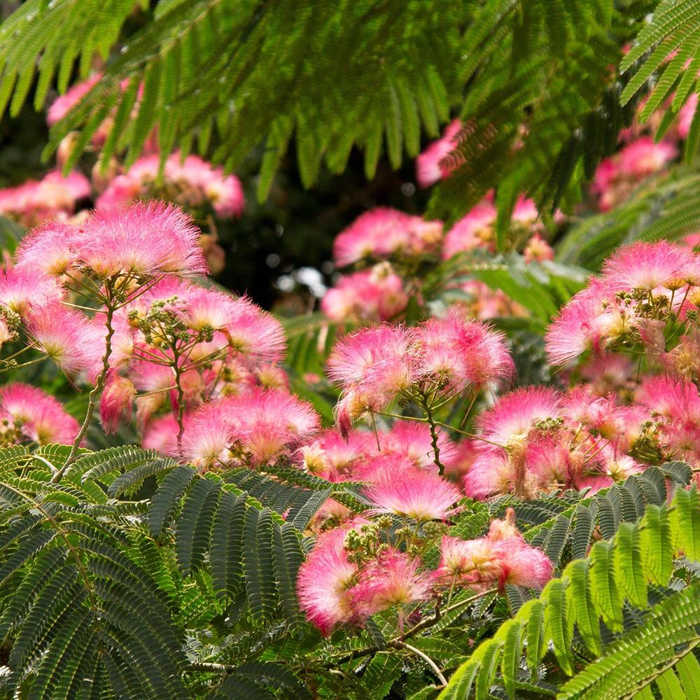 Arborele de Matase Ombrella, cu flori roz