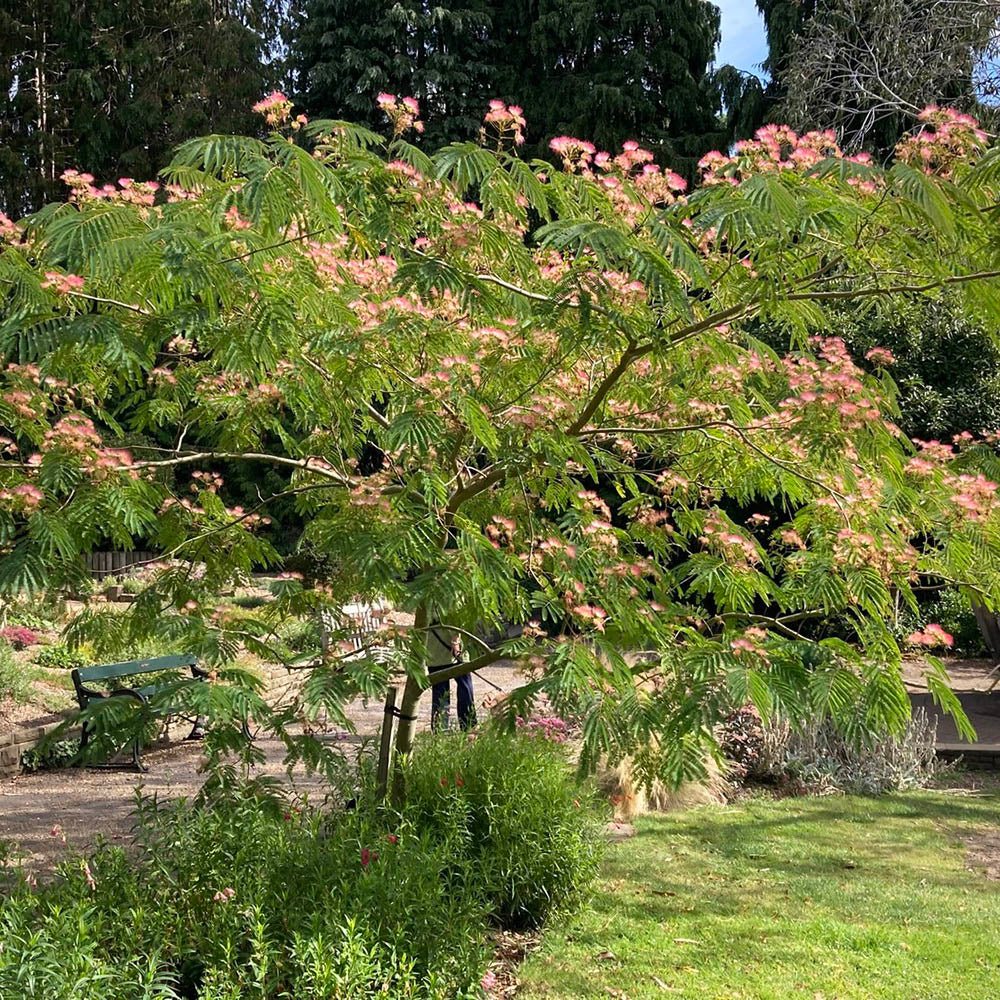 Arborele de Matase Ombrella, cu flori roz
