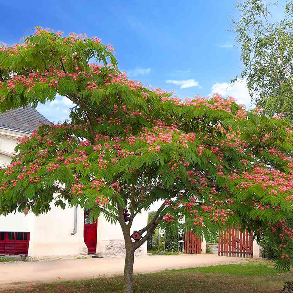 Arborele de Matase Rouge de Tuilière, cu flori rosii