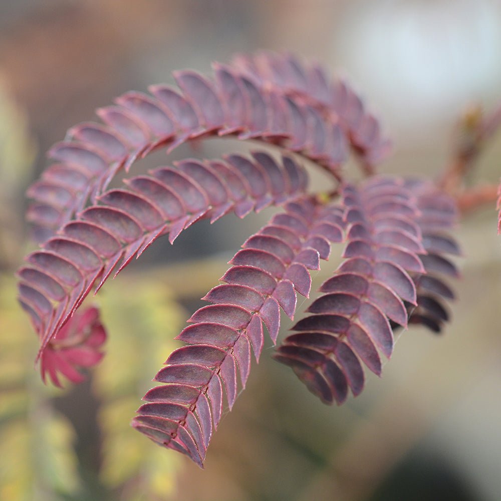 Arborele de Matase Summer Chocolate, cu flori roz