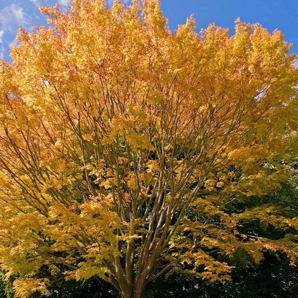 Захарно дърво Katsura (Cercidiphyllum japonicum), есенна окраска, сладък аромат на карамел