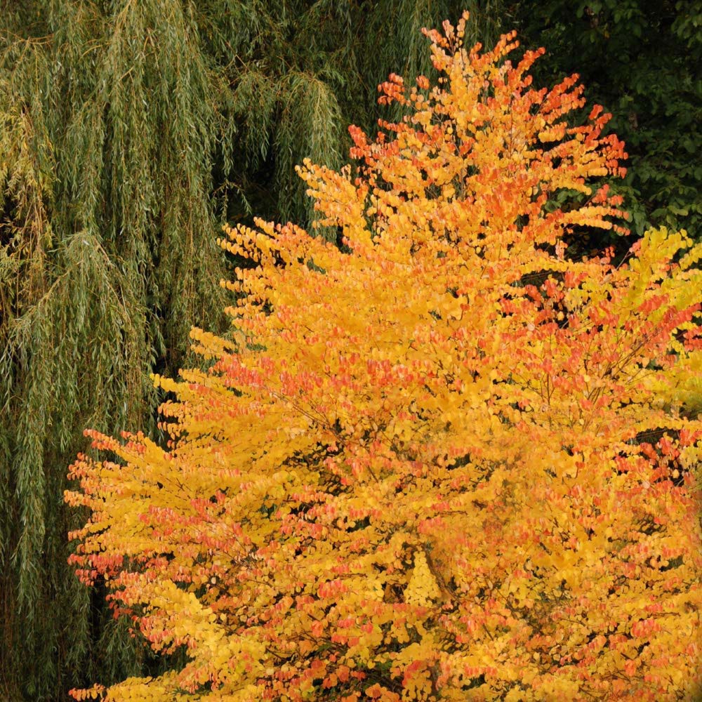 Захарно дърво Кацура (Cercidiphyllum Japonicum) - аромат на карамел