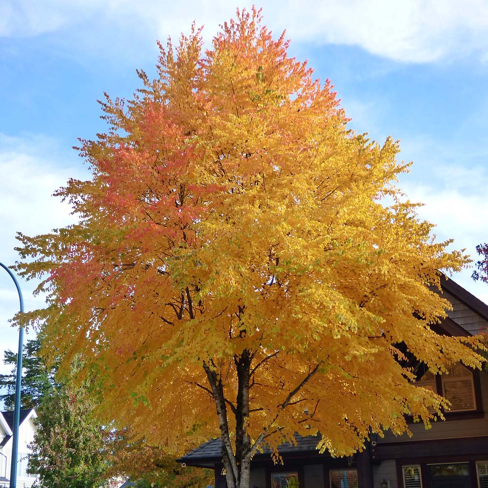Захарно дърво Katsura (Cercidiphyllum japonicum), есенна окраска, сладък аромат на карамел