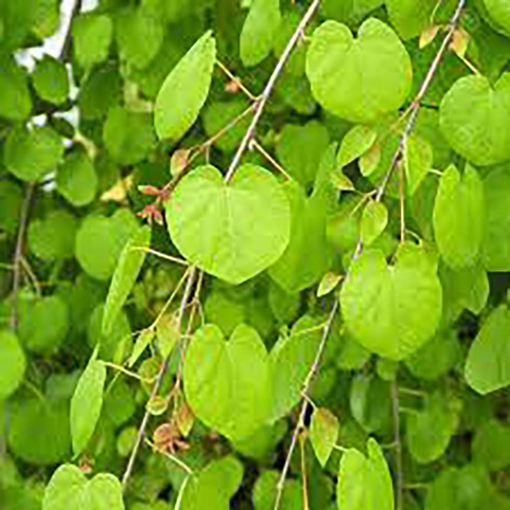 Захарно дърво Katsura (Cercidiphyllum japonicum), есенна окраска, сладък аромат на карамел