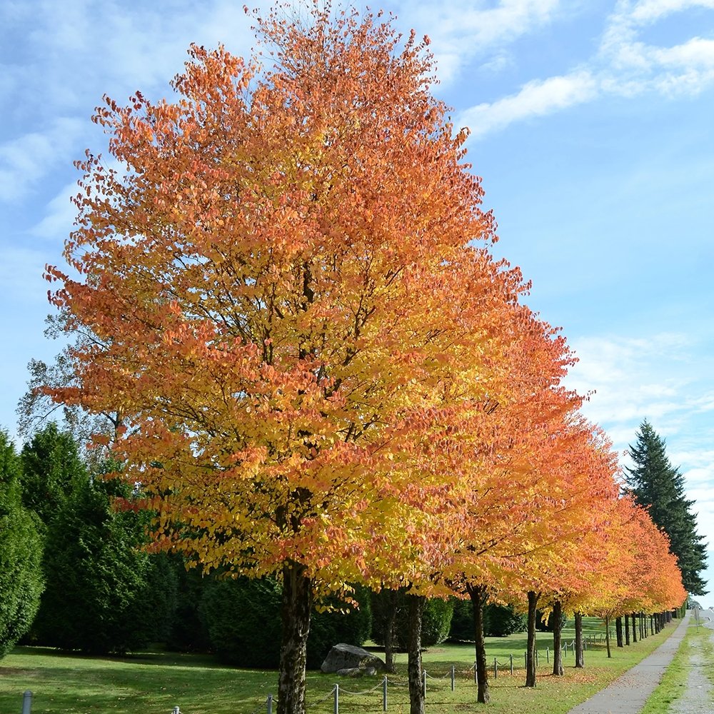 Захарно дърво Katsura (Cercidiphyllum japonicum), есенна окраска, сладък аромат на карамел