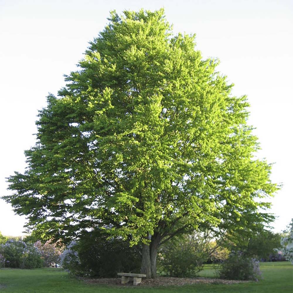 Захарно дърво Katsura (Cercidiphyllum japonicum), есенна окраска, сладък аромат на карамел