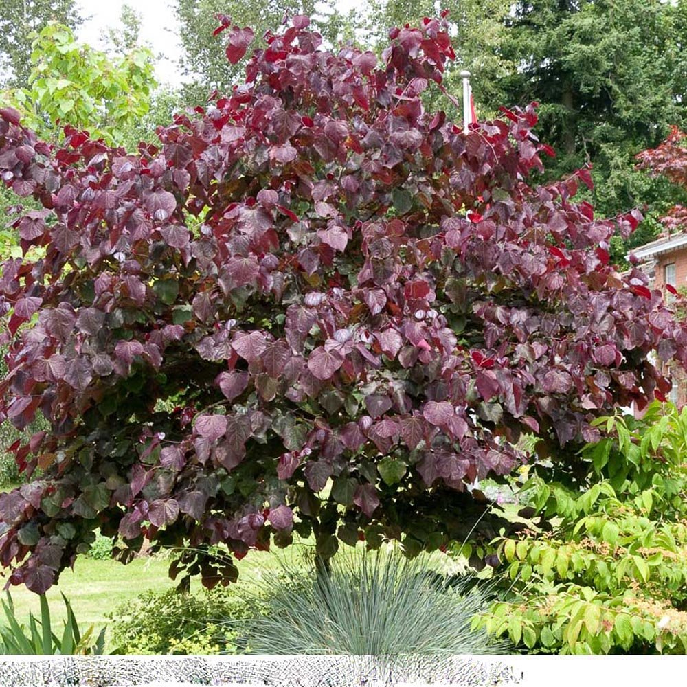 Arborele Lui Iuda Rosu (Cercis Canadensis Forest Pansy)