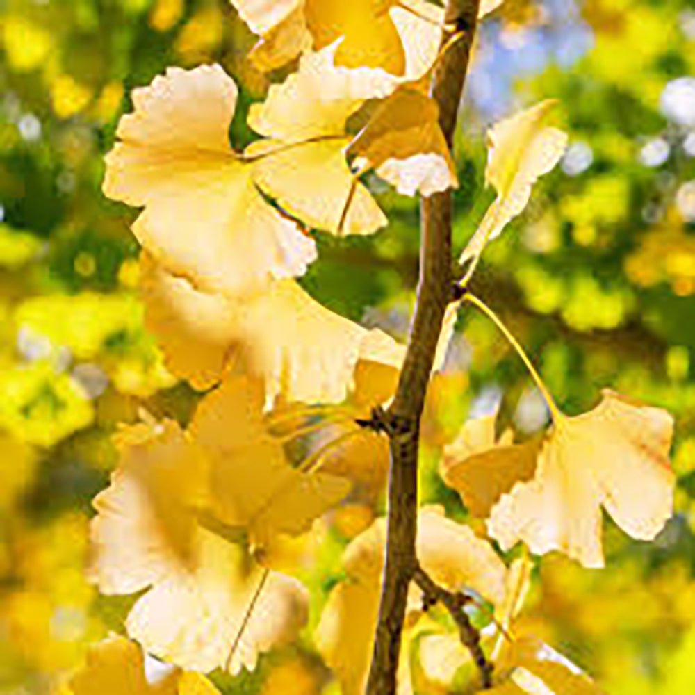 Дърво на пагодите колонновидно Blagon (Ginkgo biloba), есенна окраска със златиста листна маса