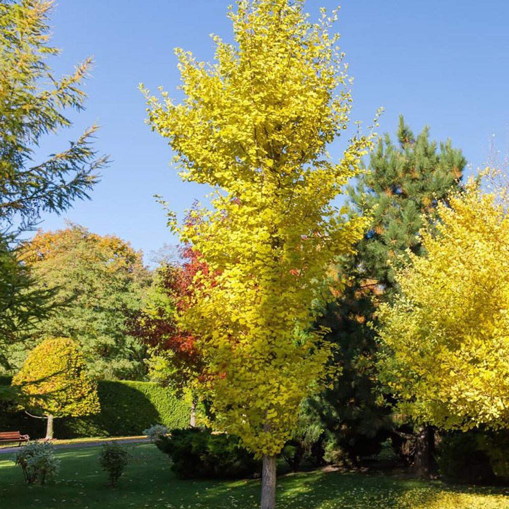 Arborele Pagodelor Columnar Blagon (Ginkgo Biloba)