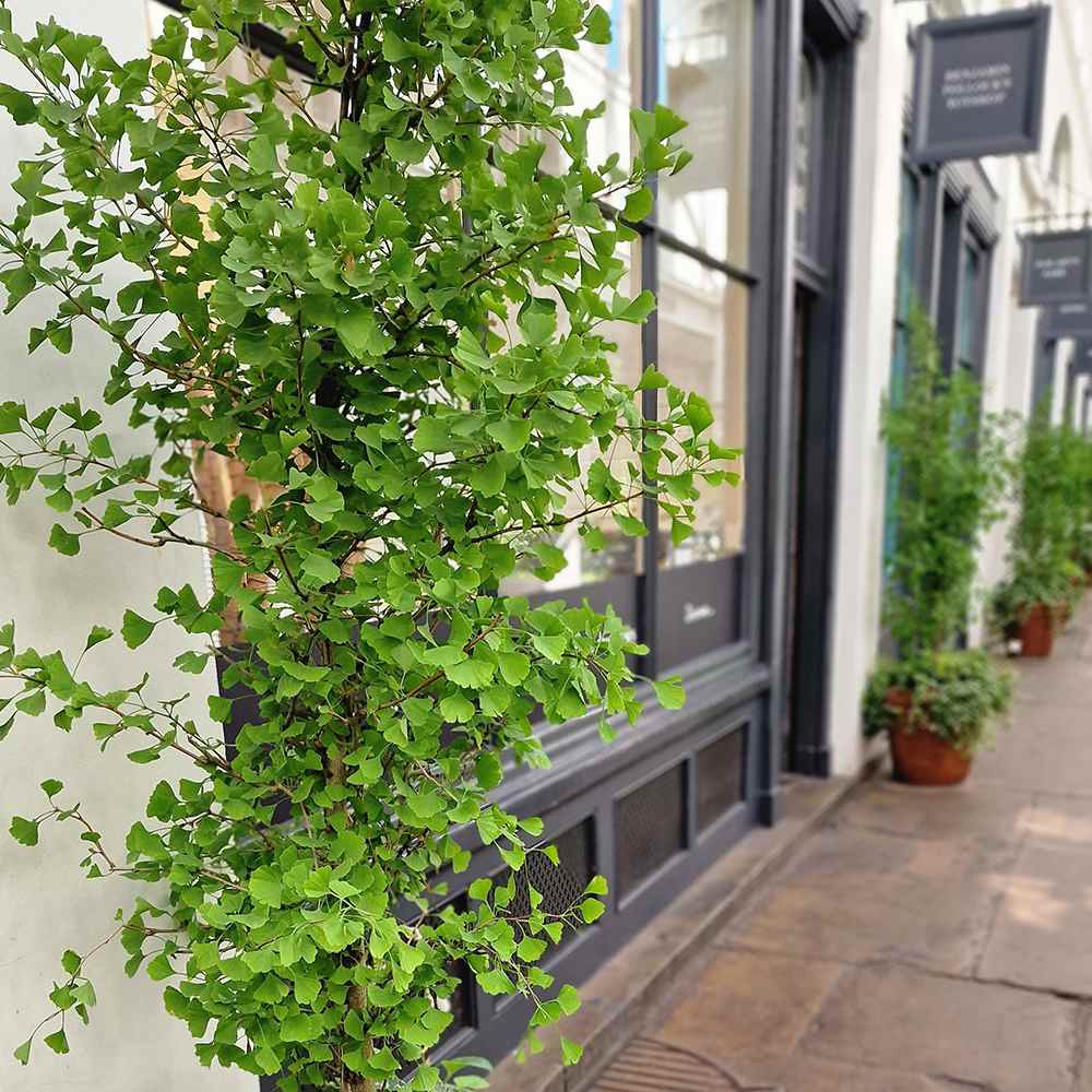 Дърво на пагодите (Ginkgo Biloba)