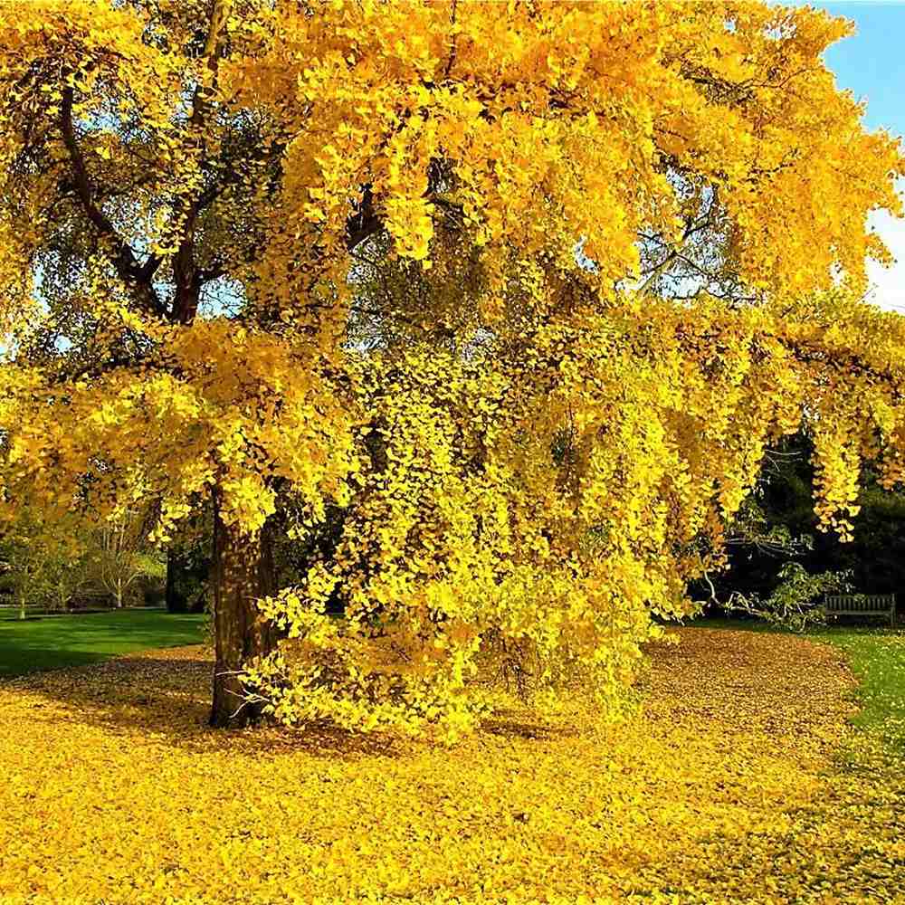 Дърво на пагодите (Ginkgo Biloba)
