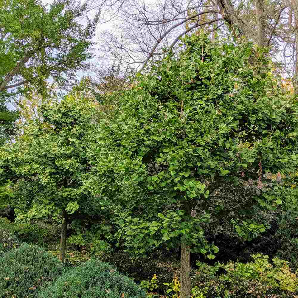 Дърво на пагодите (Ginkgo Biloba)