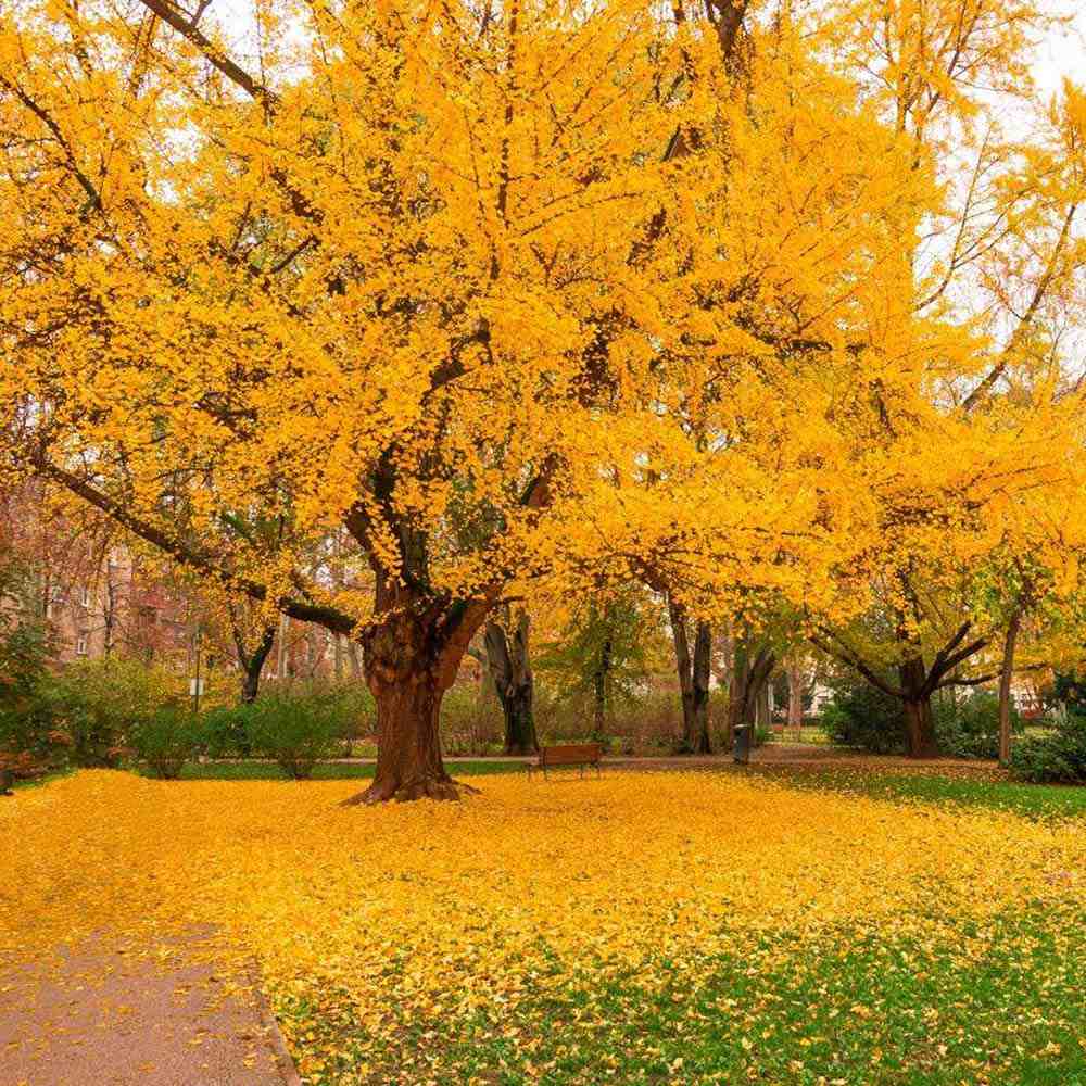 Дърво на пагодите (Ginkgo Biloba)