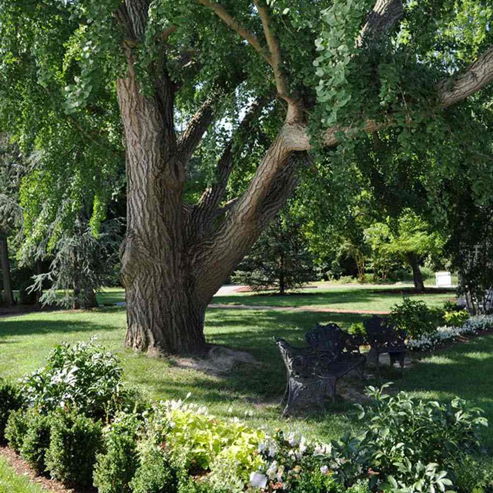 Дърво на пагодите (Ginkgo Biloba)